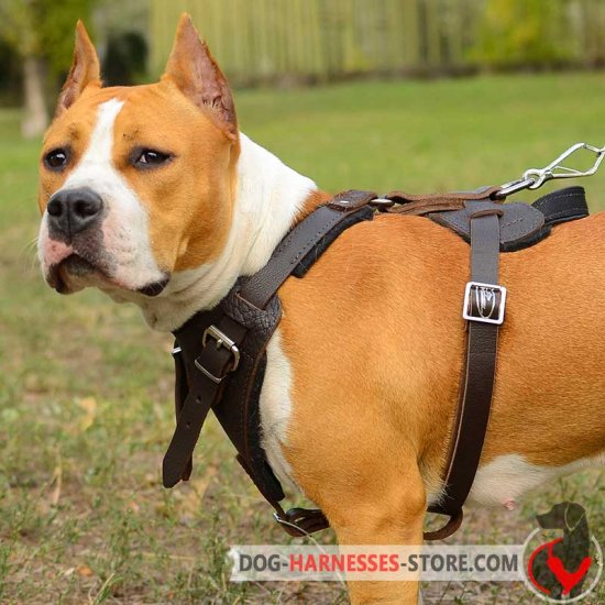 Staffordshire Terrier Harness for Walking and Training