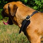 Exclusive Luxury Handcrafted Padded Leather Cane Corso Harness