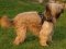 Tracking /Pulling Briard Harness with Strong Handle