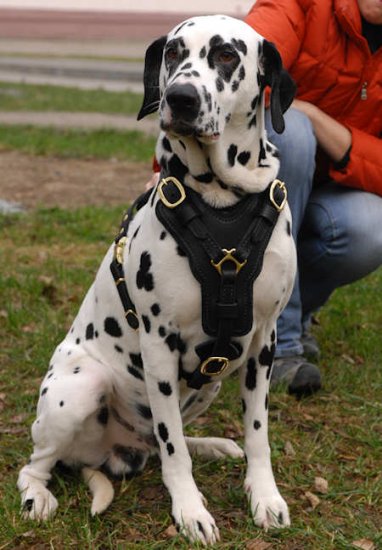 Leather Dalmatian Harness with Y-Shaped Chest Plate