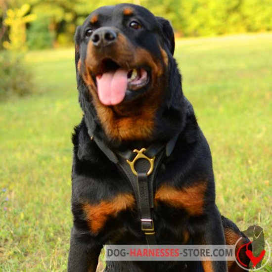 Rottweiler Harness for Walking, Training and Tracking