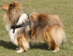 Tracking/Pulling Leather Collie Harness