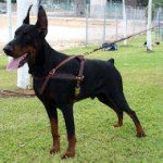 Tracking/Pulling Leather Doberman Harness