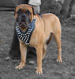 Spiked Leather Bullmastiff Harness with Y-Shaped Chest Plate