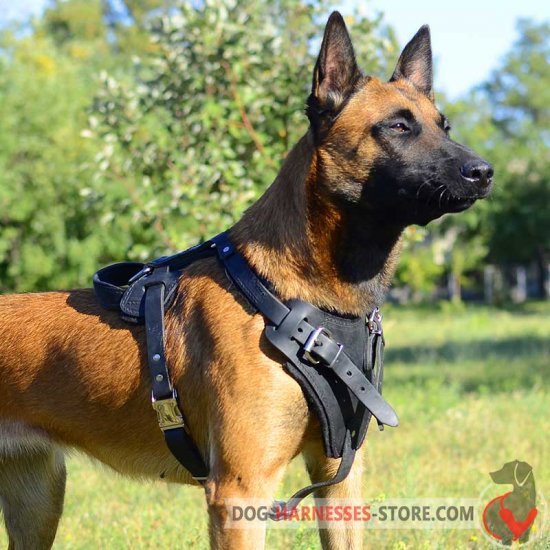 Agitation/Protection Leather Dog Harness for Belgian Malinois