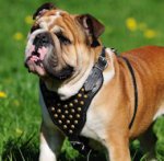 Exclusive Leather British Bulldog Harness for Walking