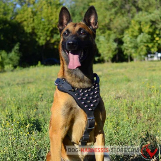 Spiked Leather Belgian Malinois Harness with Y-Shaped Chest Plate