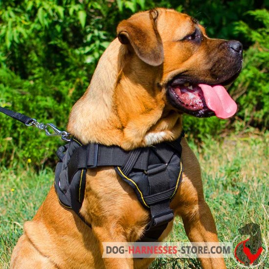 Practical Cane Corso Harness for Walking and Tracking