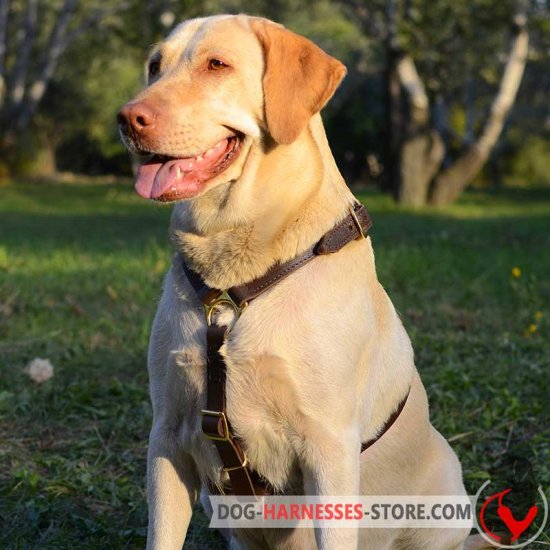 Labrador Retriever harness for tracking and walking