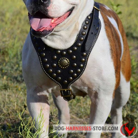 High Quality Leather Dog Harness Pitbull German Shepherd Doberman 31-37" chest