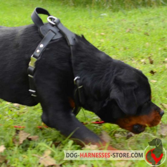 Classic Design Leather Rottweiler Harness for Agitation Training