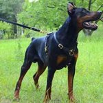 Doberman Tracking Dog Harness-Leather Harness for Doberman