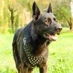 German Shepherd Spiked Dog Harness