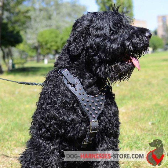 Black russian Terrier Harness with Magnificent Spikes
