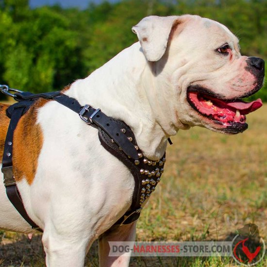 American Bulldog Studded Leather Dog Harness With Pyramids
