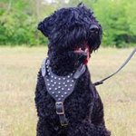 Black Russian Terrier Studded Leather Dog Harness With Pyramids