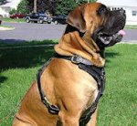 Exclusive Padded Leather Mastiff Mix Harness