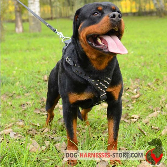 Designer Rottweiler Harness with Spikes