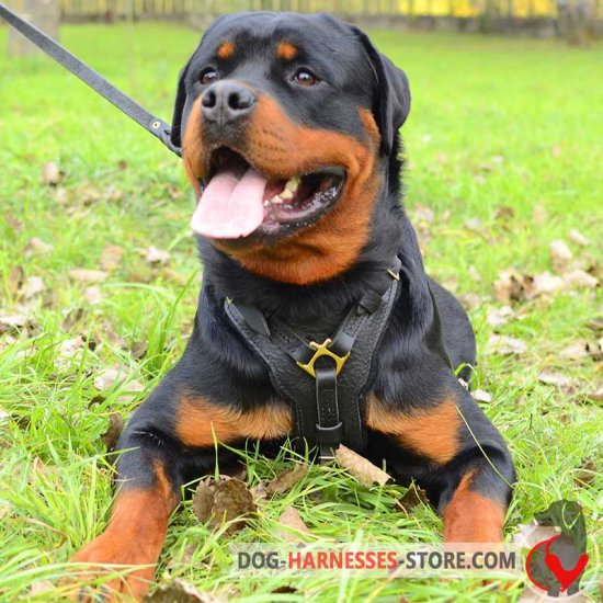 Luxury Rottweiler harness for walking and training