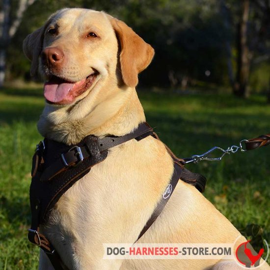 Labrador Retriever Harness for training and walking