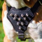 Leather English Bulldog Puppy Harness with Spiked Padded Chest Plate