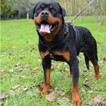 Luxury Handcrafted Rottweiler Harness for Walking and Jogging