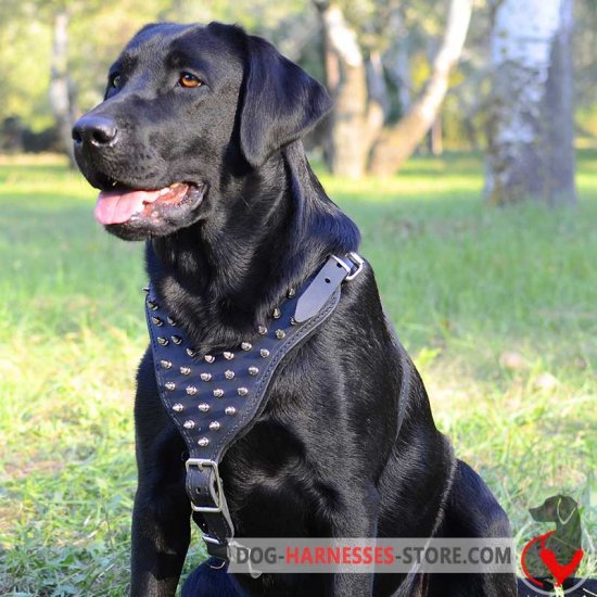 Designer Leather Labrador Retriever Harness for Daily Walking
