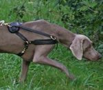 Tracking/Pulling Leather Weimaraner Harness