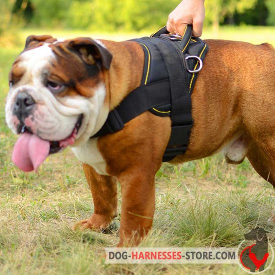 Nylon Multi-Purpose English Bulldog Harness