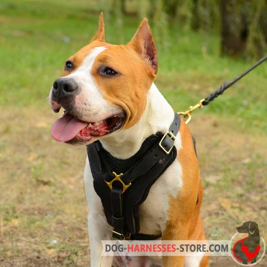 Exclusive Staffordshire Terrier Harness Padded on Chest