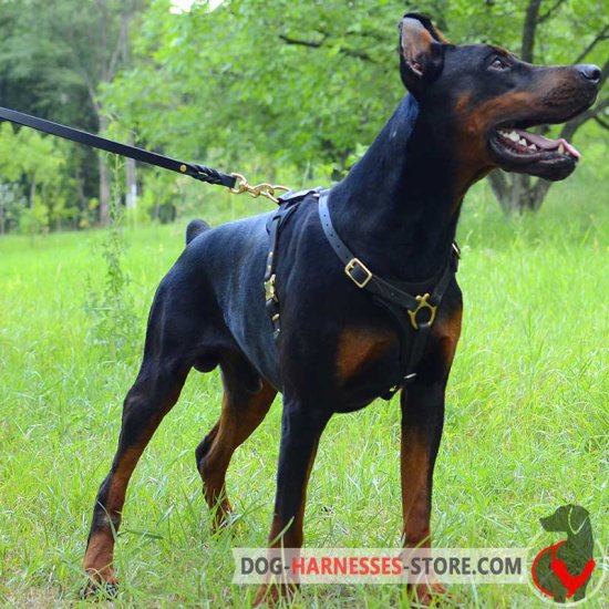 Doberman Tracking Dog Harness-Leather Harness for Doberman