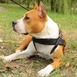 Leather Amstaff Harness for Tracking/Pulling