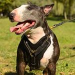 Leather English Bull Terrier Harness for Attack/Agitation/Protection Work