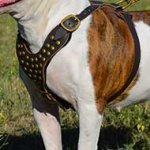 Boerboel Mastiff Studded Dog Harness for Fashionable Walking