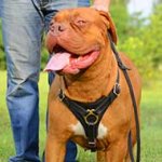 Leather Dogue de Bordeaux Harness with Padded Chest Plate