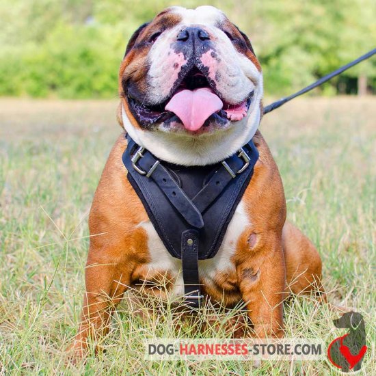 Walking Leather English Bulldog Harness