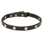 Studded Leather Dog Collar 20 mm Wide with Chrome Plated Half-Balls
