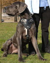Protection Great Dane Harness for ttack Training and Walking