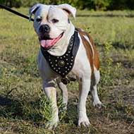 Custom American Bulldog Harness Nappa Padded with Studs