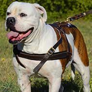 Pulling Leather Dog Harness for American Bulldog