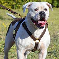 Strong Leather Dog Harness for American Bulldog