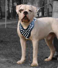 Spiked dog harness for American bulldog 