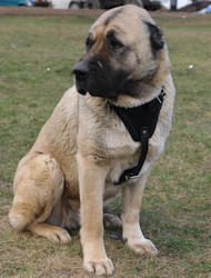 Anatolian Shepherd leather dog harness for dog training