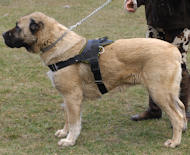 Anatolian Shepherd Nylon Dog Harness for Tracking/Pulling