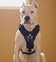 Argentino dogo leather dog harness