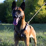 Leather Belgian Malinois Harness with Brass Fittings