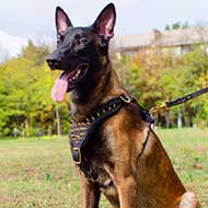 Belgian Malinois Spiked Leather Dog Harness