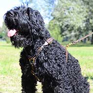 Leather Black Russian Terrier Harness for Tracking and Walking