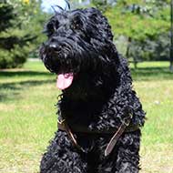 Black Russian Terrier Leather Harness for Tracking/Pulling
