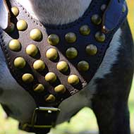 Boxer Studded Walking Dog Harness